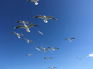 カモメ　Seagull