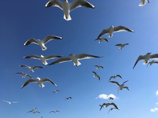 カモメ　Seagull
