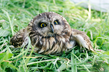 Portrait of an owl with yellow eyes