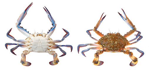 Flower crab, blue crab, blue swimmer crab, blue manna crab or sand crab, Portunus armatus (formerly Portunus pelagicus) isolated on a white background. Dorsal and ventral view