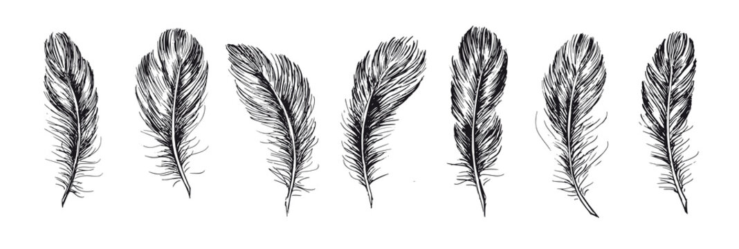 Feathers set hand drawn on white background