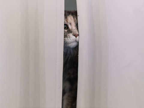 Cat hiding behind curtain 