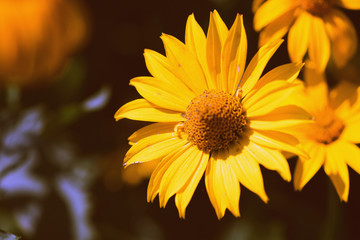 Yellow Rudbeckia flower on a sunny day close-up. Retro style toned