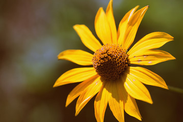 Yellow Rudbeckia flower on a sunny day close-up. Retro style toned