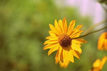 Obraz premium Yellow Rudbeckia flower on a sunny day close-up. Retro style toned