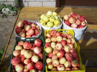 apple harvest