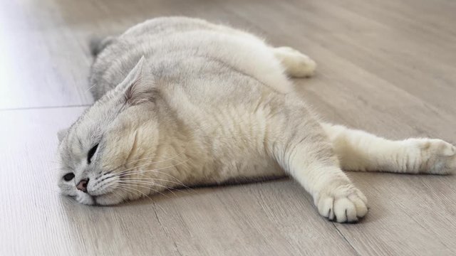 Cute cat is almost sleeping. Plush cat resting. Tired cat.