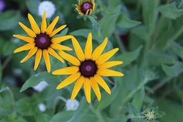 Hairy Black-eyed Susan. A vibrant Hairy Black-eyed Susan (Rudbeckia hirta) flower, with its striking yellow petals and dark center, standing tall against a backdrop of lush green grass.