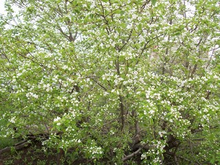 apple tree in bloom