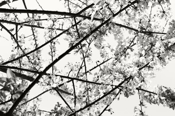 Blooming fruit tree. Black and white photo