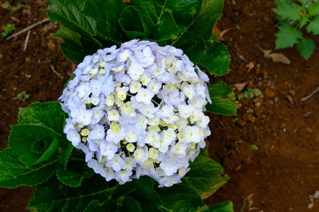 top view of green yellow hydrangea macrophylla (Thunb.) Ser flower