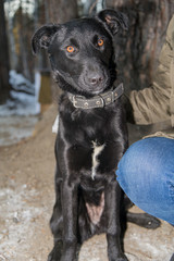 Obraz premium Homeless black dog in Siberia
