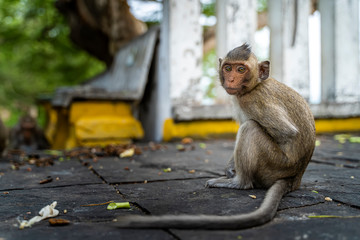 Obraz premium Portrait of single macaque monkey sitting on pavement. Brown monkey relaxing on the street. Posing monkey caught on camera.