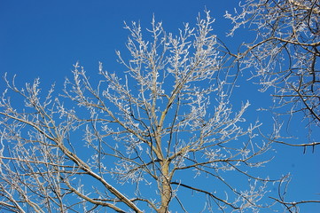 Winter cold day in fores.