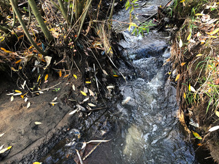 Autumn day with sun. Little river, yellow leaves and grass. Fall