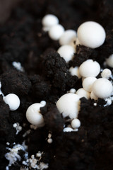 Button mushrooms in the ground