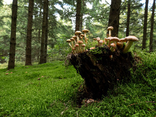Mushrooms in the forest