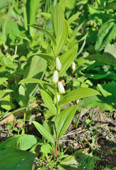 Herb solomon’s seal (Poligonatum) 3