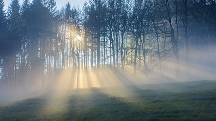 Sonnenstrahlen im Nebel scheinen durch den Wald - Sunbeams in the mist shine through the trees