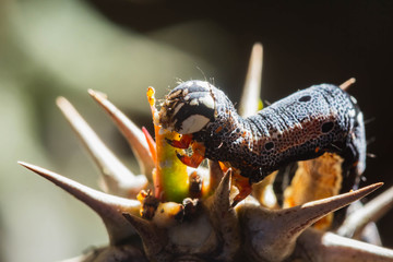 Fototapeta premium Gray worm eating Poi Sian tree