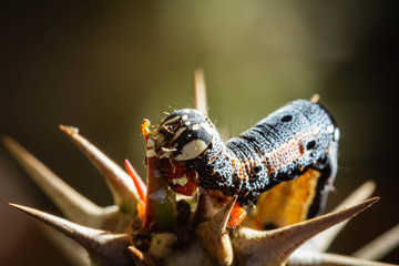 Gray worm eating Poi Sian tree