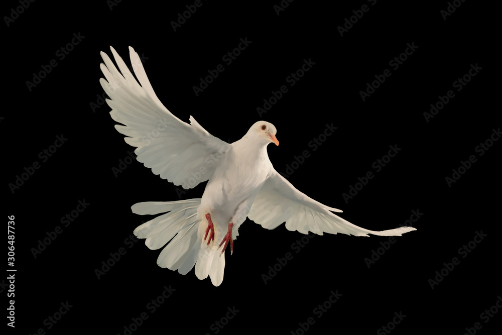 Leinwandbilder White dove flying on black background and Clipping path .freedom concept and international day of peace