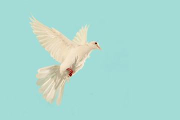 White Dove flying to blue sky in international day of peace concept and clipping path