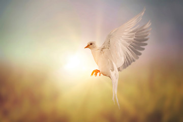 Soft style with White Dove flying on vintage pastel background in international day of peace concept