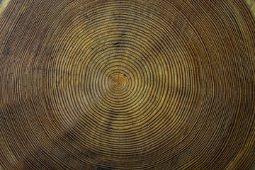 Fototapeta premium Cross cut of an old century old tree top view