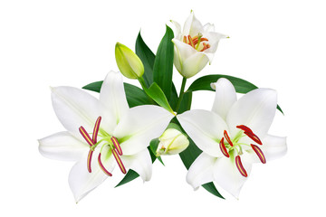 White lily flowers and buds with green leaves on white background isolated close up, lilies bunch, elegant lilly bouquet, lillies floral pattern, holiday greeting card or wedding invitation design
