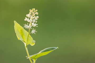 May lily, or false lily of the valey (maianthemum bifolium) selective focus, magic bokeh. 