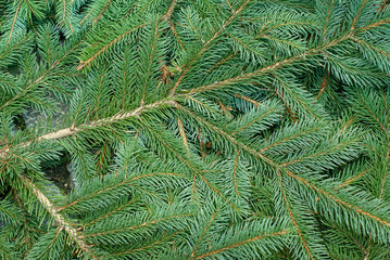 Christmas tree festive background. Fir tree branches.