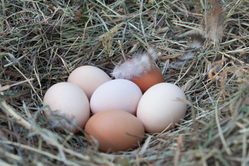 Hen's eggs in the hay nest