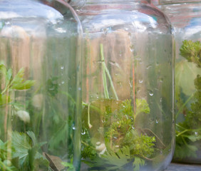 Glass jars with parsley branches inside.