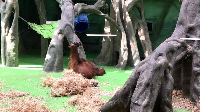 red-haired big monkey in the zoo lies on the floor in a cage