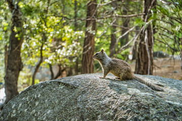 Squirrel sitting on big stone in Yosemite National Park, California, USA