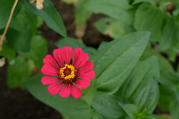 top view red zinnia flower