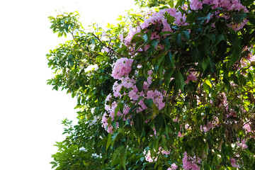 Pink podranea ricasoliana sparague (Queen of sheba-vine) flower