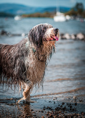 Wet dog brings back toy stick from the lake. Playing outdoors. The Bearded Collie, or Beardie, is a herd breed of dog only primarily by Scottish shepherds, a canine breed of British origin. 