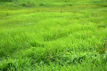 Obraz premium green field in nature