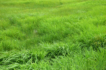 green field in nature