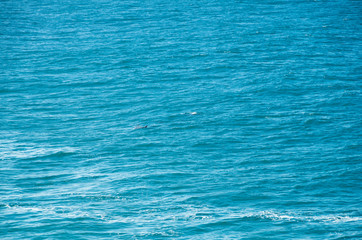 Pod of bottlenose dolphins swimming