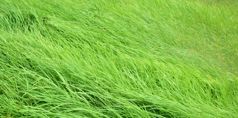 green field in nature