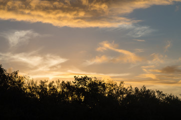 Beautiful colors and shapes in a sunset over black silhouetted trees