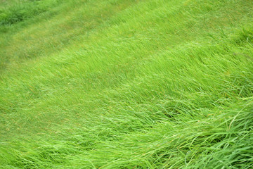 green field in nature
