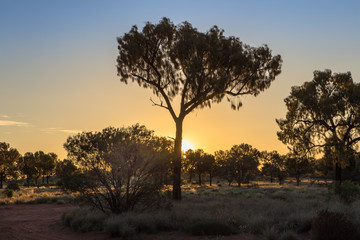 Fototapeta na wymiar Late evening on the Australian bush