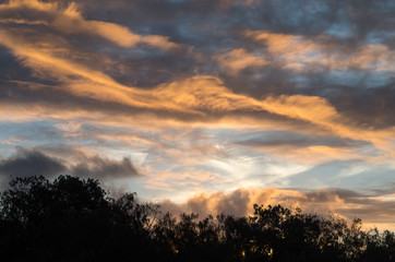 Beautiful colors and shapes in a sunset over black silhouetted trees