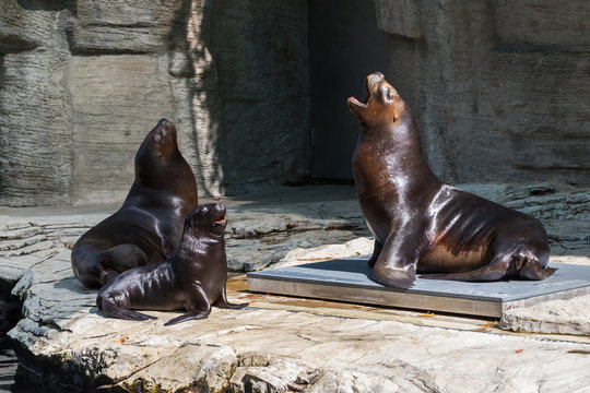 Sea lions family rest on rocks