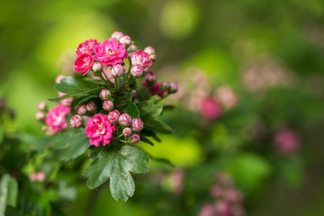 Branch of flowering hawthorn, cultivated double-flowered variety. Spring Flowers of the Double Pink Hawthorn in a Woodland Garden (Crataegus laevigata 'Rosea Flore Pleno'). 