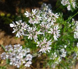 Flowering coriander plant (Coriandrum sativum, Chinese parsley) with white pink flowers. Cilantro small flowers blooming in the herb garden. Closeup, selective focus, herbal background.
